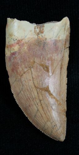 Carcharodontosaurus Tooth - Serrated #5930